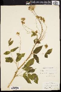 Aralia hispida image