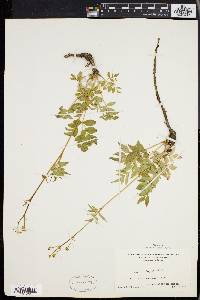 Aralia hispida image