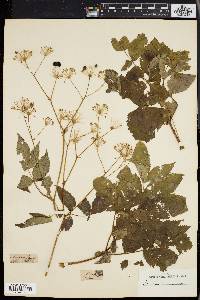 Aralia hispida image