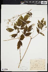 Aralia hispida image