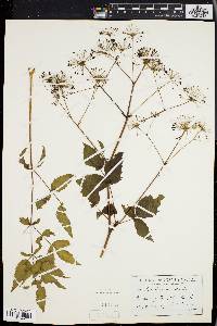 Aralia hispida image