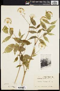 Aralia hispida image