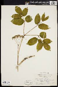 Aralia nudicaulis image