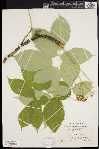 Aralia nudicaulis image