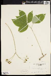 Aralia nudicaulis image