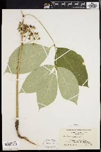 Aralia nudicaulis image