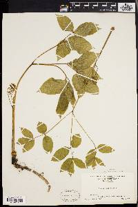 Aralia nudicaulis image