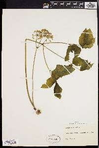 Aralia nudicaulis image