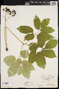 Aralia nudicaulis image