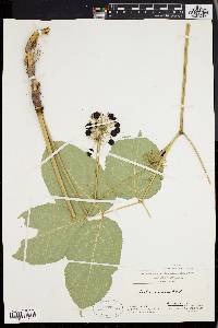 Aralia nudicaulis image