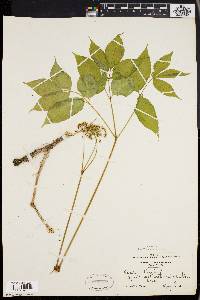 Aralia nudicaulis image