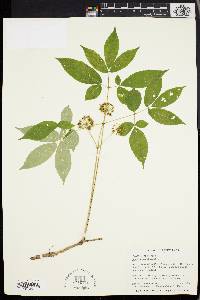 Aralia nudicaulis image