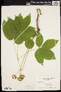 Aralia nudicaulis image