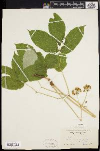 Aralia nudicaulis image