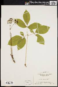 Aralia nudicaulis image