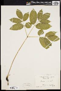 Aralia nudicaulis image