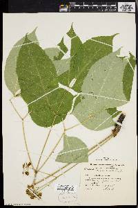 Aralia nudicaulis image