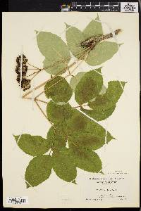 Aralia nudicaulis image