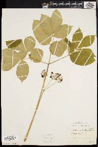 Aralia nudicaulis image