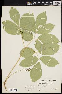 Aralia nudicaulis image