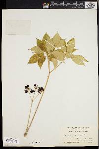 Aralia nudicaulis image