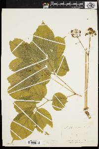 Aralia nudicaulis image