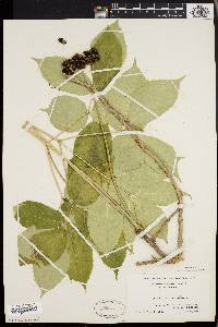 Aralia nudicaulis image