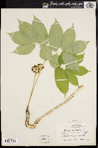 Aralia nudicaulis image