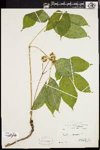 Aralia nudicaulis image