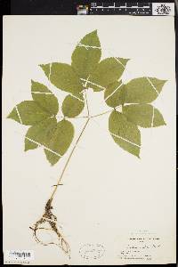 Aralia nudicaulis image