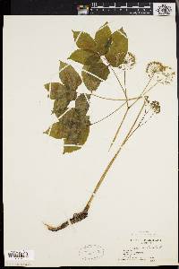 Aralia nudicaulis image