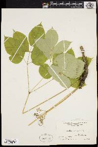 Aralia nudicaulis image