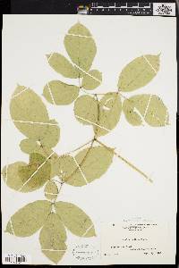 Aralia nudicaulis image