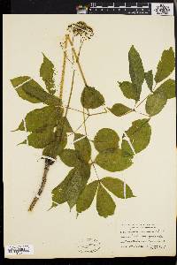 Aralia nudicaulis image