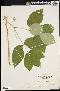 Aralia nudicaulis image