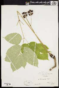 Aralia nudicaulis image