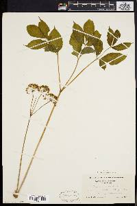 Aralia nudicaulis image