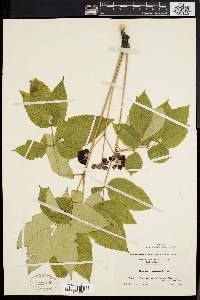 Aralia nudicaulis image