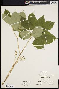 Aralia nudicaulis image