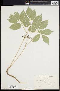 Aralia nudicaulis image