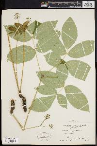 Aralia nudicaulis image