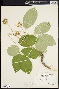 Aralia nudicaulis image