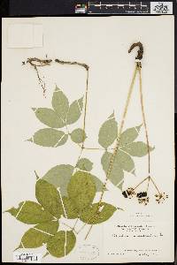 Aralia nudicaulis image