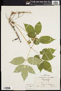 Aralia nudicaulis image