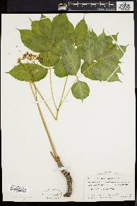 Aralia nudicaulis image