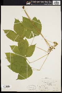 Aralia nudicaulis image