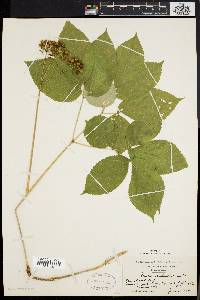 Aralia nudicaulis image