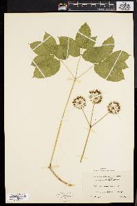 Aralia nudicaulis image