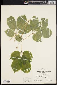 Aralia nudicaulis image