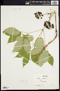 Aralia nudicaulis image